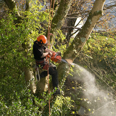 Tree Removal with All Pro Tree Services