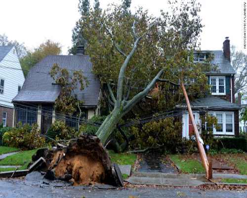 All Pro Tree Services Emergency Tree Service