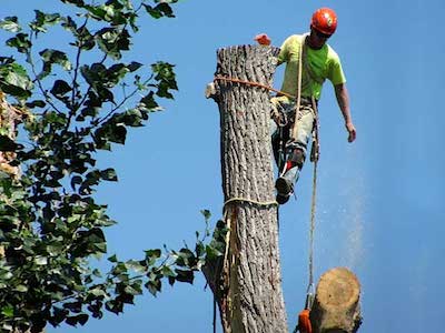 Syracuse Tree Service Tree Removal