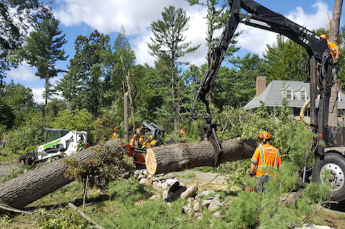 Tree Storm Damage in Syracuse