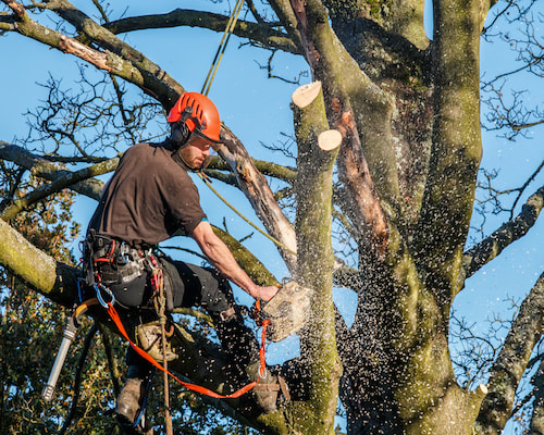 Tree Trimming with All Pro