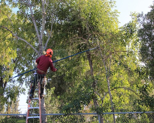 All Pro Tree Services Tree Trimming