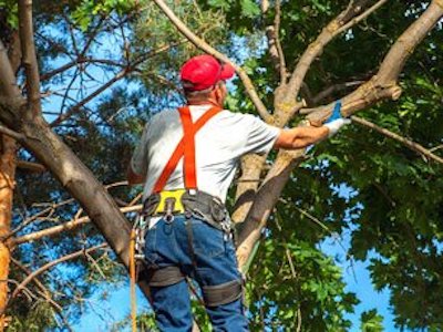 Tree Trimming with Syracuse Tree Service