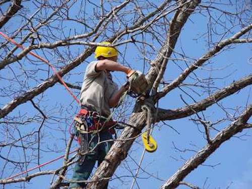 Tree Trimming Syracuse